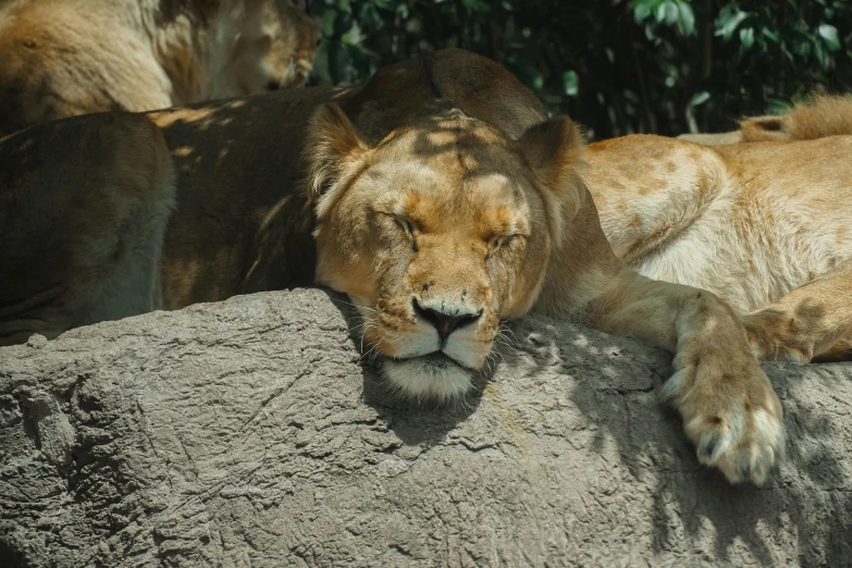 two adult lions resting on rocks in the sun