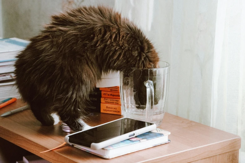 the cat stands on top of a phone on a dresser