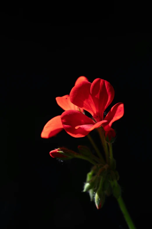 a bright red flower is blooming against a black background