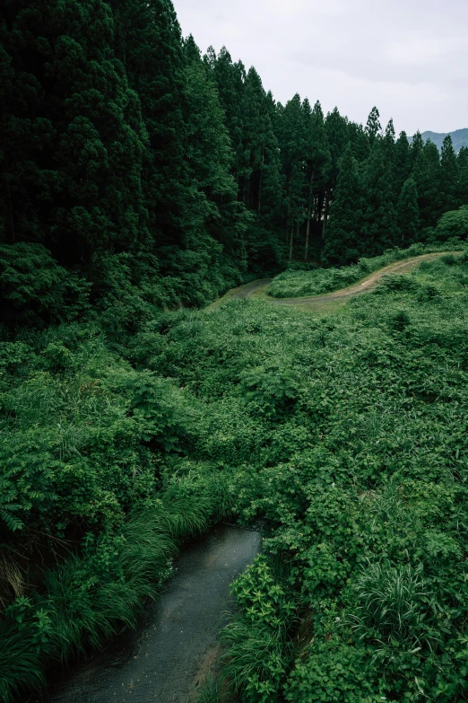 a forest that is full of green plants and tall trees