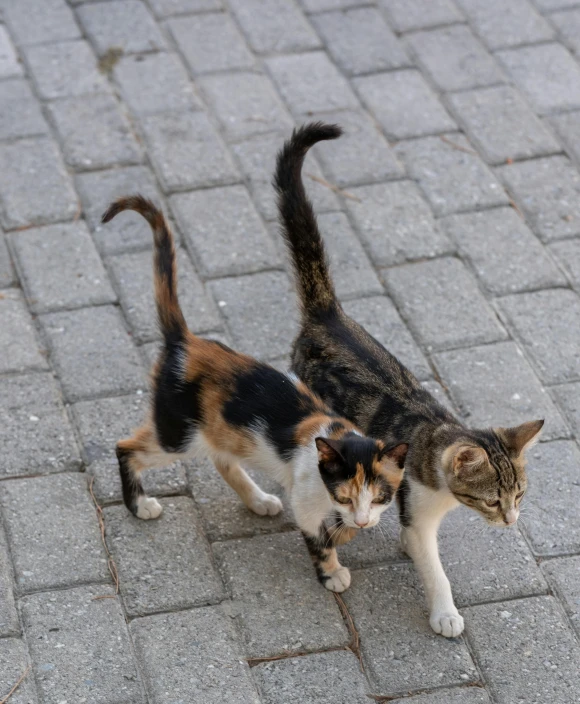 two cats are looking at each other on a sidewalk