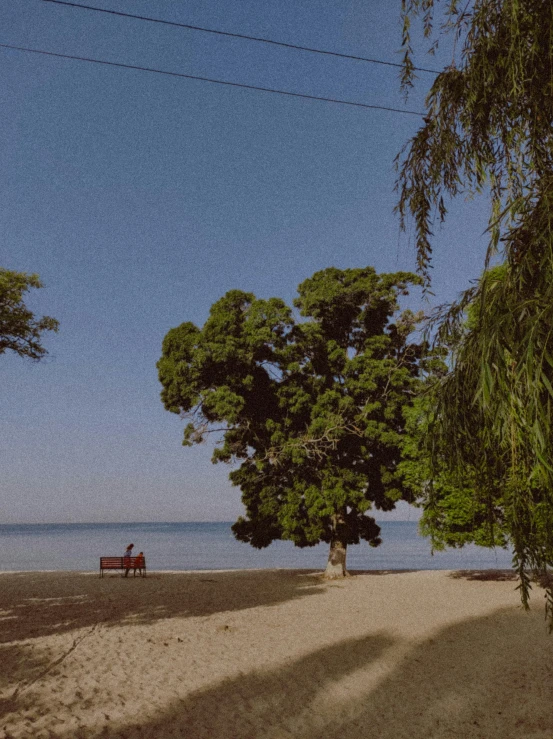 a bench and trees next to a body of water