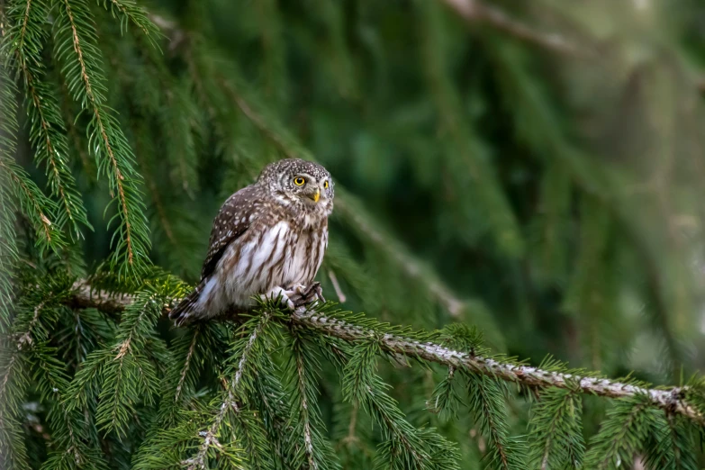 a little owl is perched on top of a nch