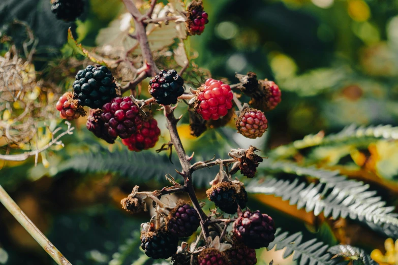 raspberries growing on a nch in the bush