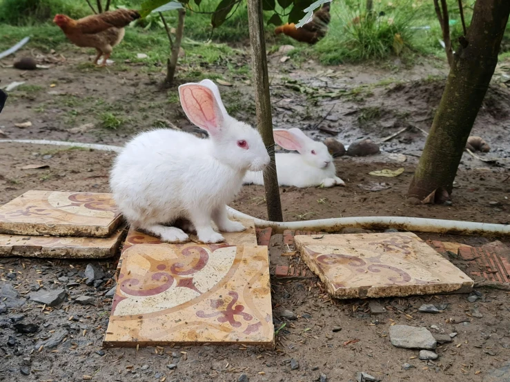 two rabbits stand together and play in the mud