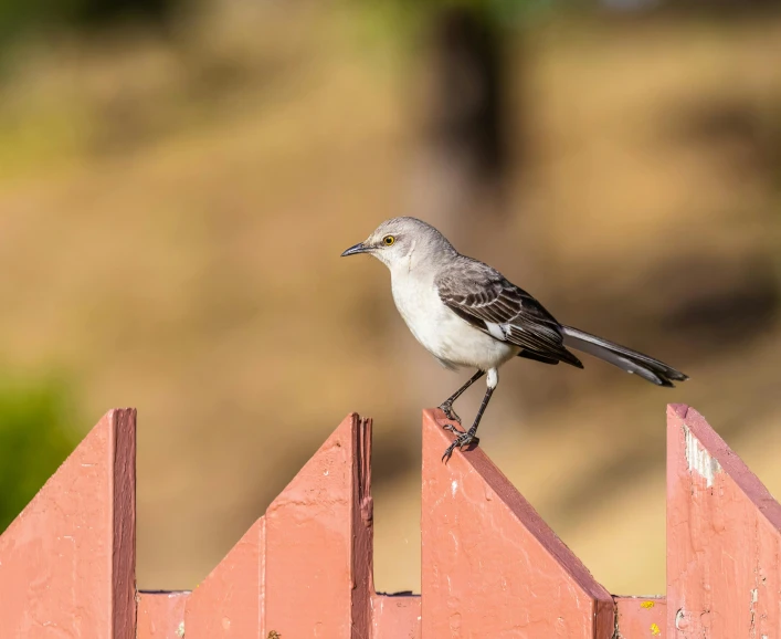 a gray bird is sitting on top of an orange piece of wood