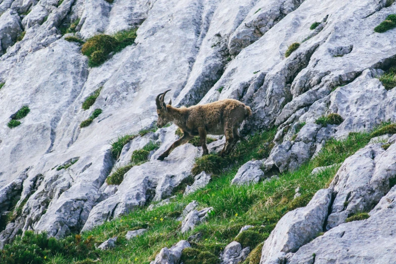 a mountain goat walking up the side of a rocky hill