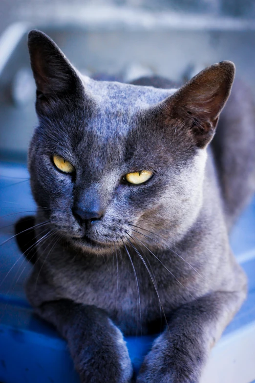 an adult cat laying down looking out from its perch