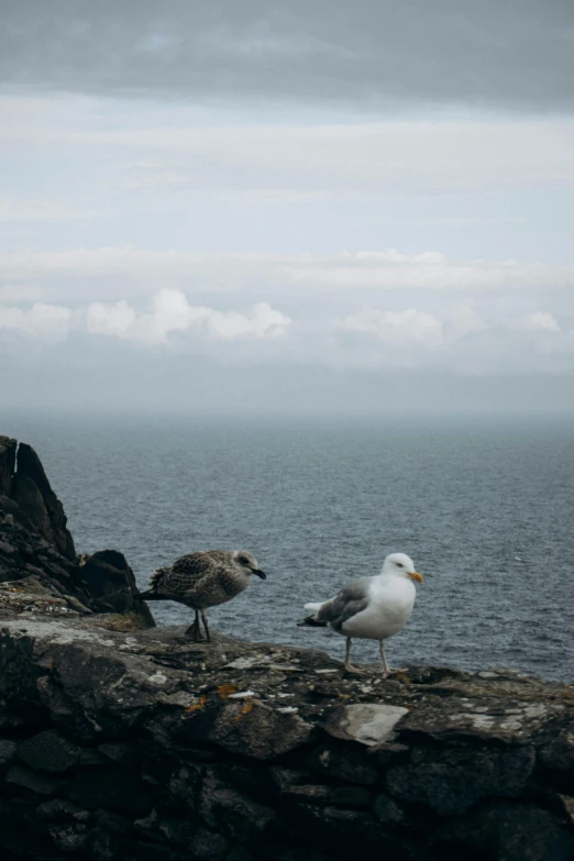 two seagulls stand on rocks near the ocean