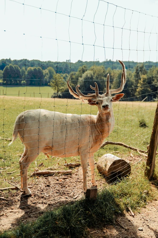 a deer standing next to a wire fence