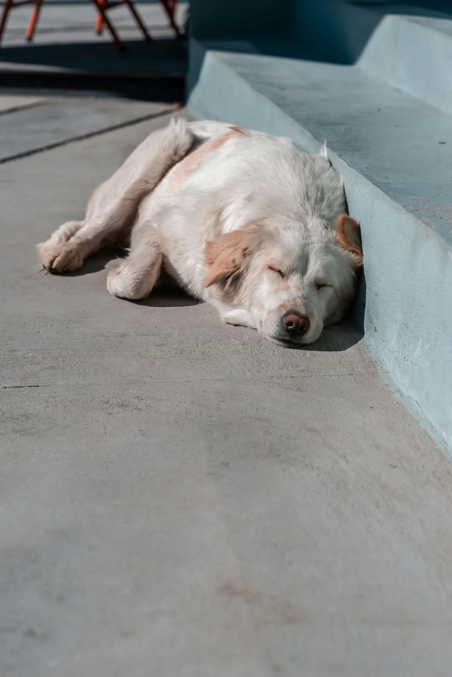 a dog that is laying down on the cement