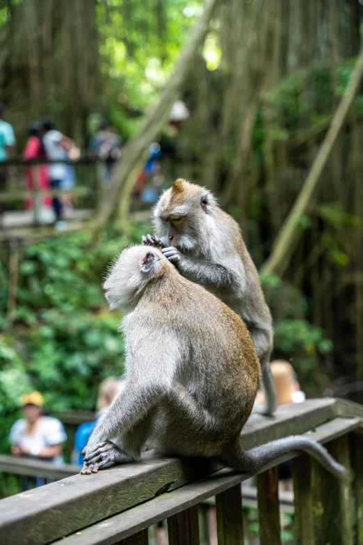 two monkeys are playing with each other on a ledge