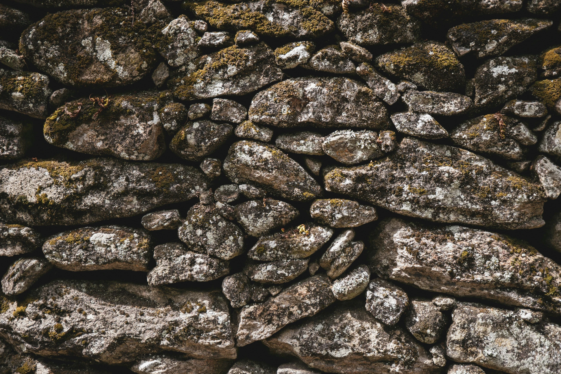 rocks, grass and plants covered in dirt