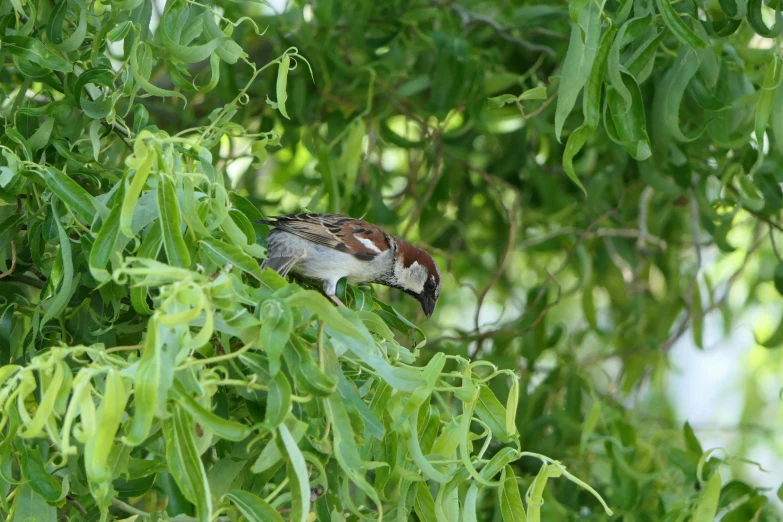 a bird with brown wings is perched on top of a tree nch