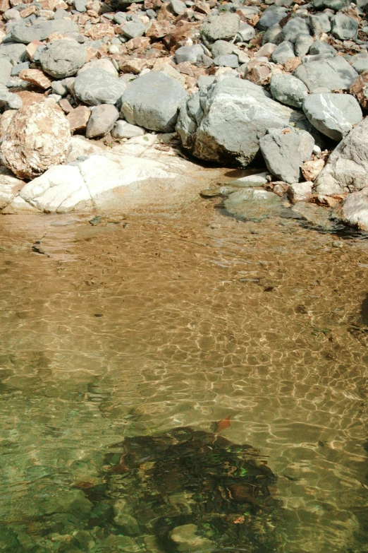 a body of water next to rocks covered in algae