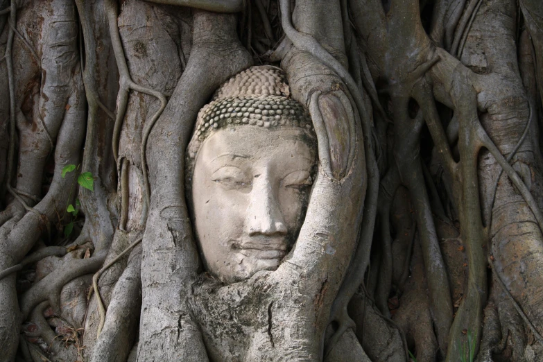 a buddha head with the roots of an old tree behind it