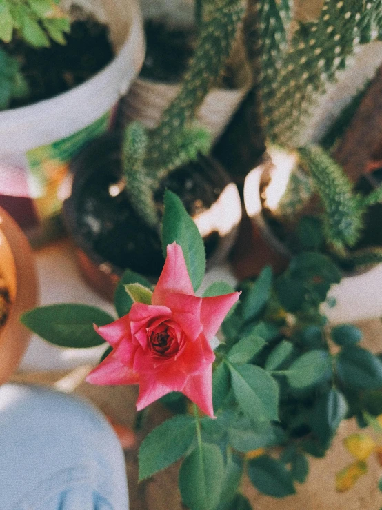 small plant in pots full of tiny plants