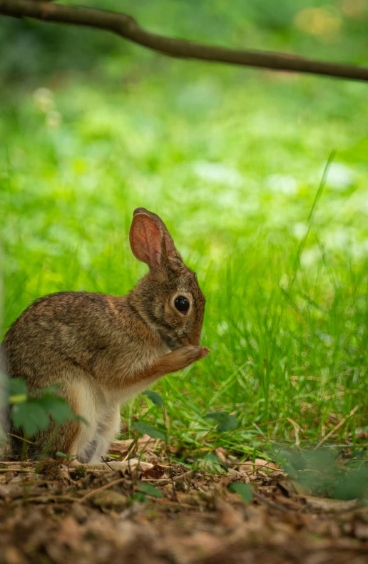 a small bunny rabbit in the middle of green grass