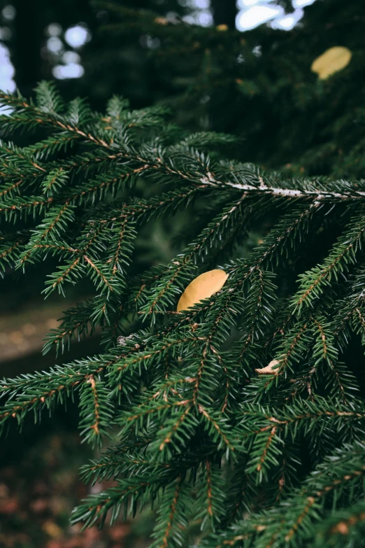 some green needles that are on a pine tree