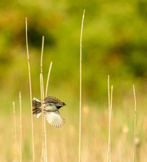 a bird flying past some tall grass