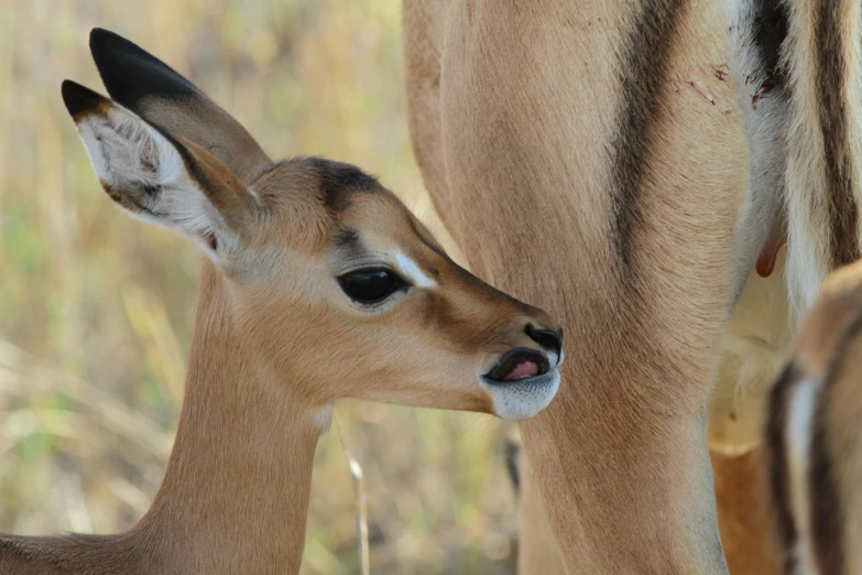 a deer with it's mouth open looking at another animal