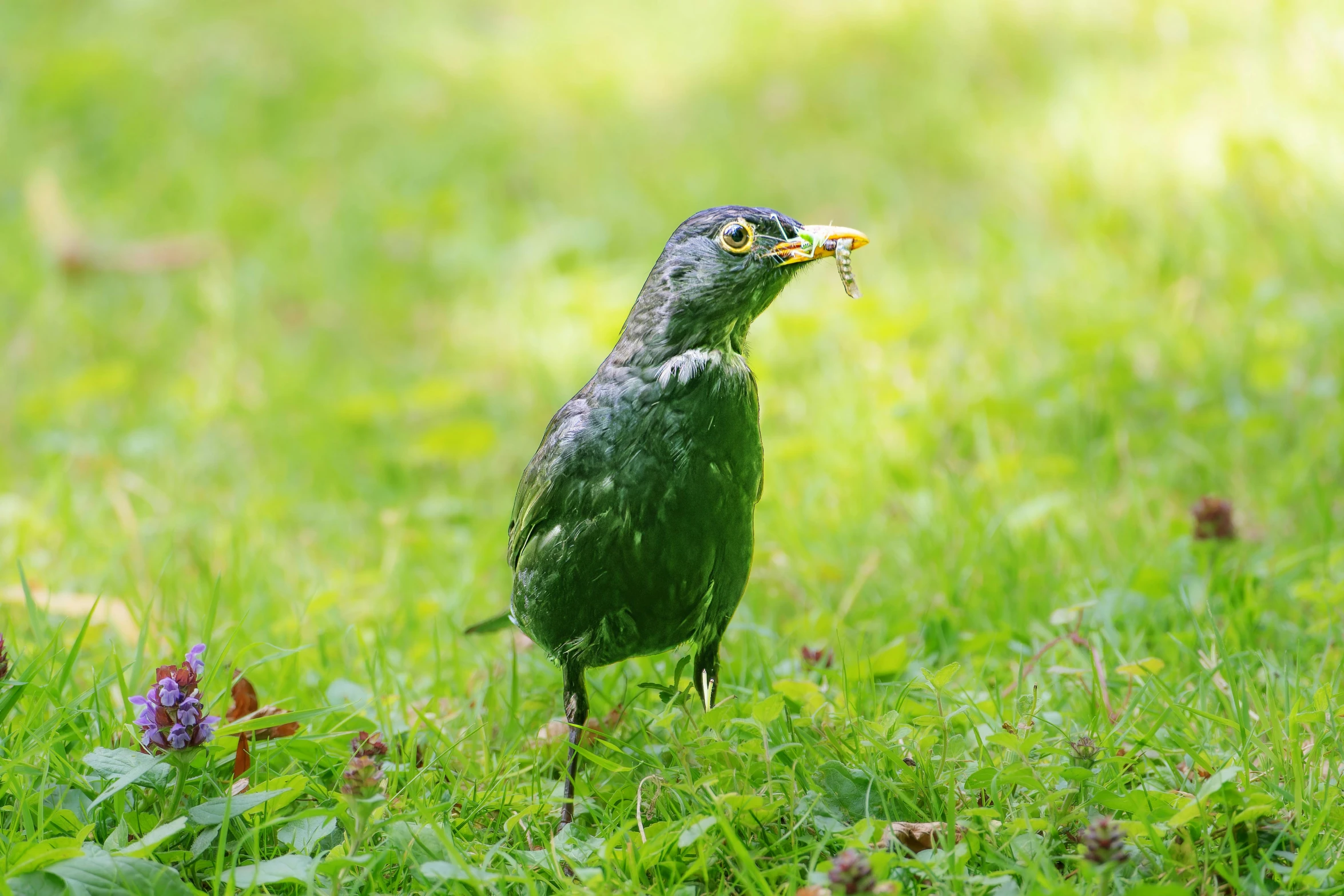 a green bird is standing on the grass