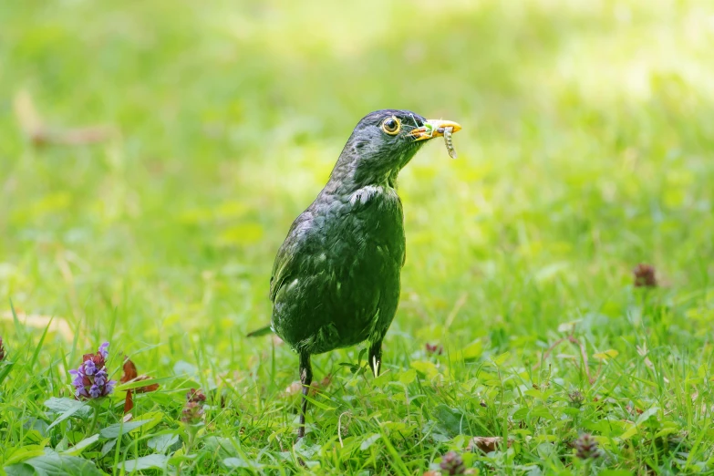 a green bird is standing on the grass