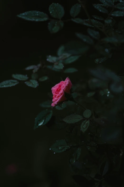 the dark background features a pink rose and greenery
