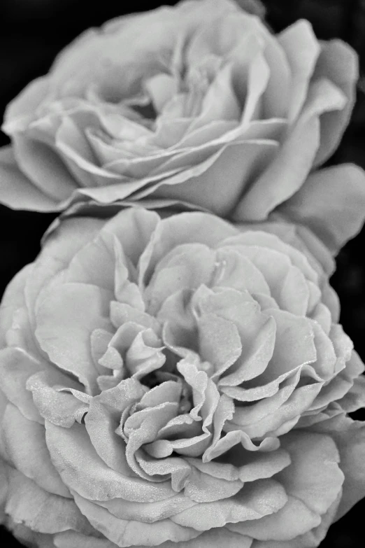 three white roses in black and white with a splash of water