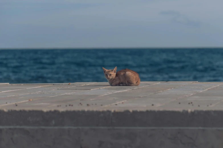 an orange cat sitting on a sidewalk next to the water