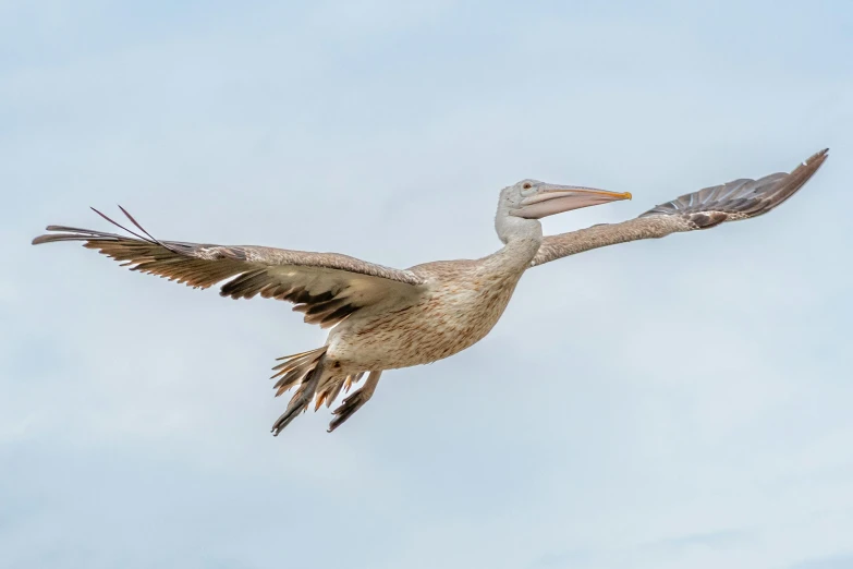 a pelican flying in the blue sky with its wings spread