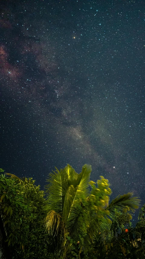 the night sky is full of stars and palm trees