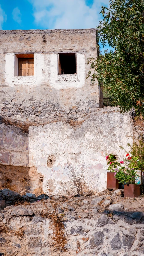 a tree and potted plants by a building wall