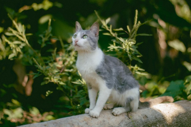 an image of a cat that is sitting on the ground