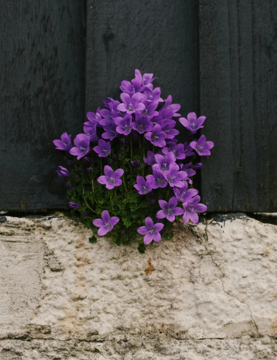 purple flowers grow on the outside of a fence