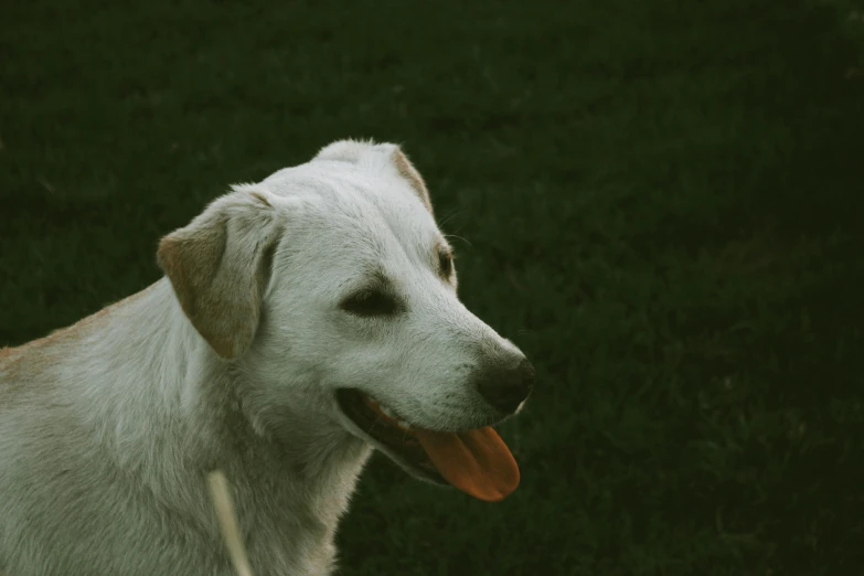 an image of a dog with his tongue out