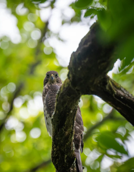 an owl sitting in a tree with green leaves