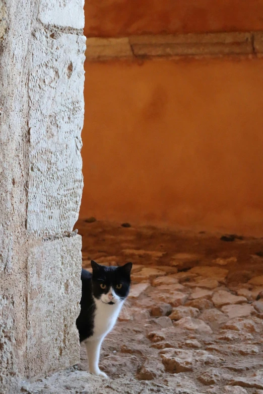 a small black and white cat standing on rocks next to a wall