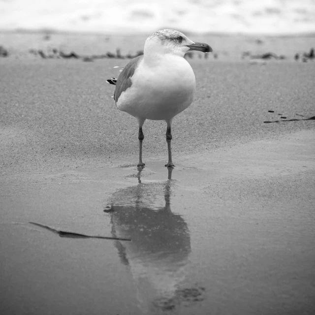 a seagull standing on the beach looking at the water