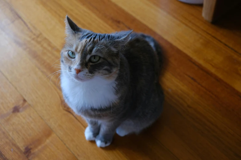 a cat standing on the wooden floor staring at soing