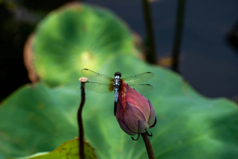 a purple dragon flys over a green lotus leaf