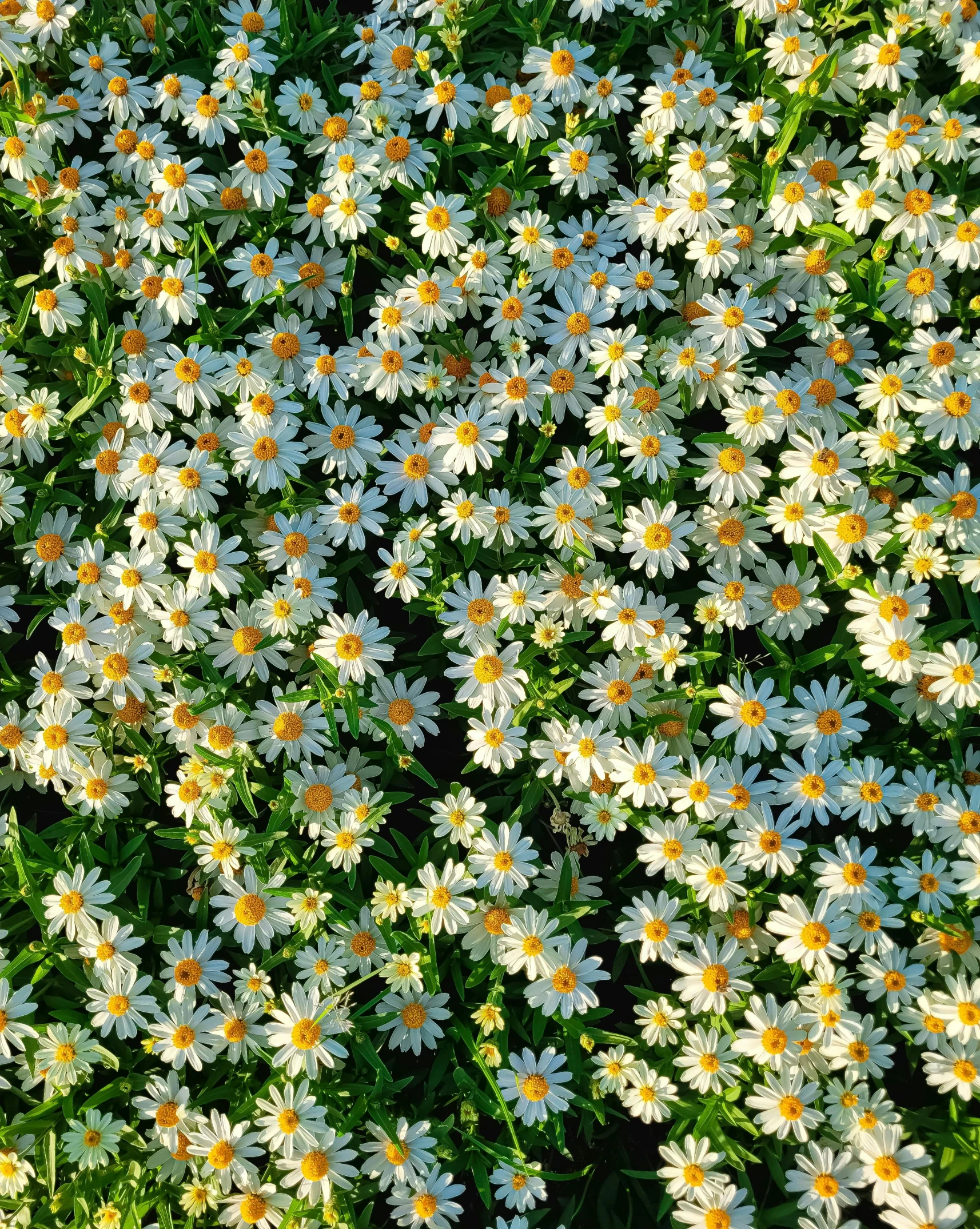 a number of white and yellow flowers with green stems