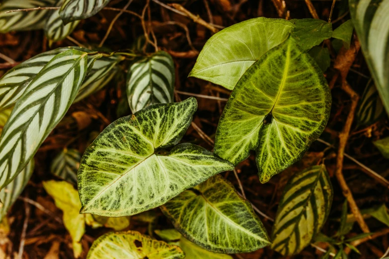 a bunch of plants in the forest and dirt