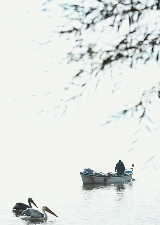 a pelican sits in the water near a boat