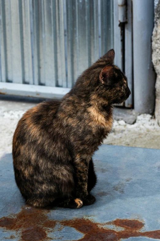 a cat sitting on the ground looking back