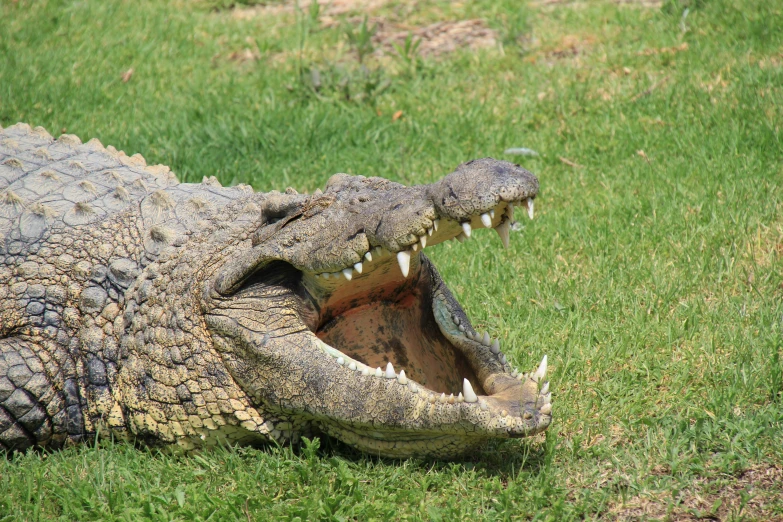 an alligator laying down on top of a lush green field