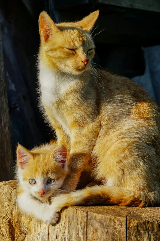 two kittens sitting together on a piece of wood