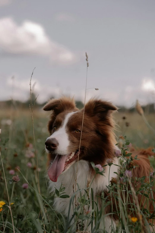 a brown and white dog is in a field of flowers