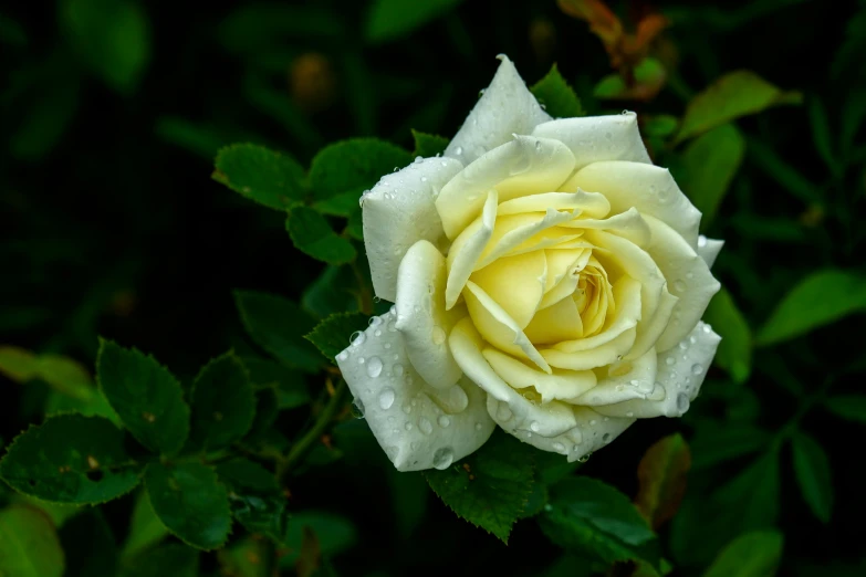 a white rose with water drops on its petals