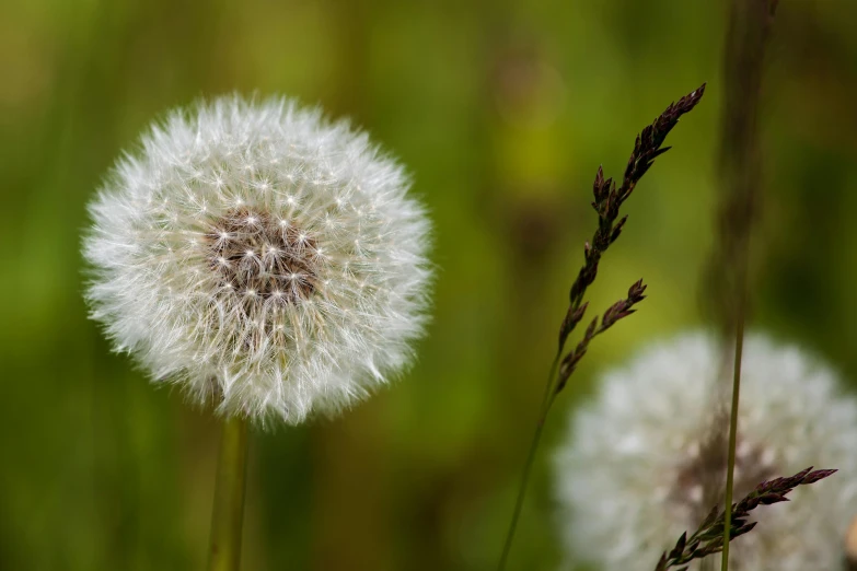 dandelion seeds are ready to wilt and they can be found